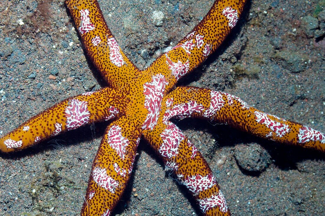 Comb jelly feeding on a starfish