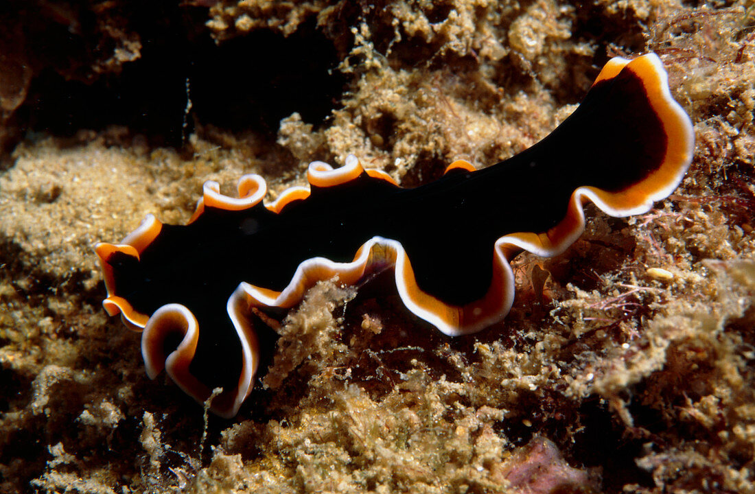 Marine flatworm,Pseudobiceros hancocokanus