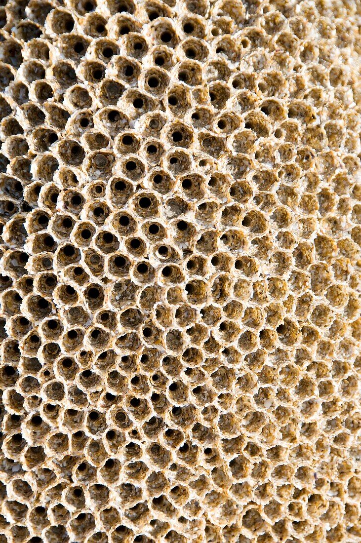 Honeycomb worm colony