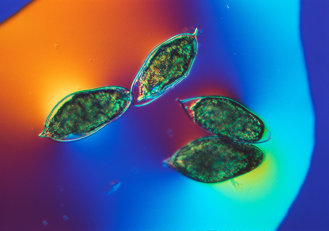 Schistosome eggs