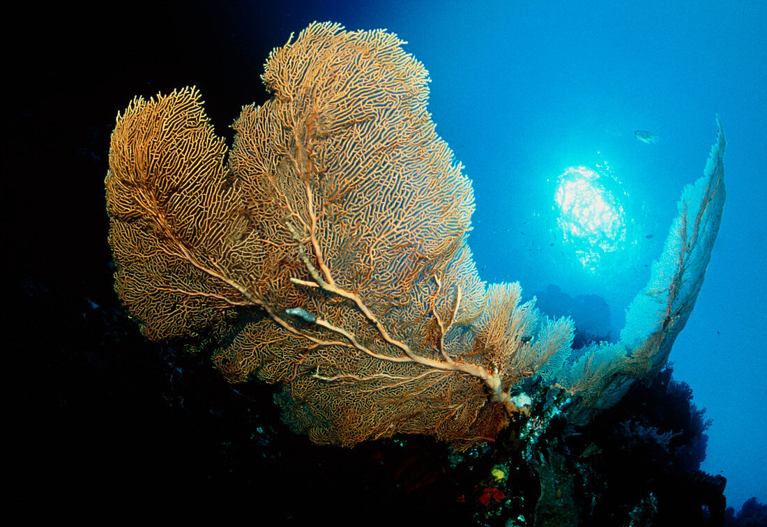 Sea fan coral