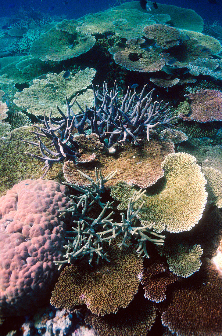 Coral reef