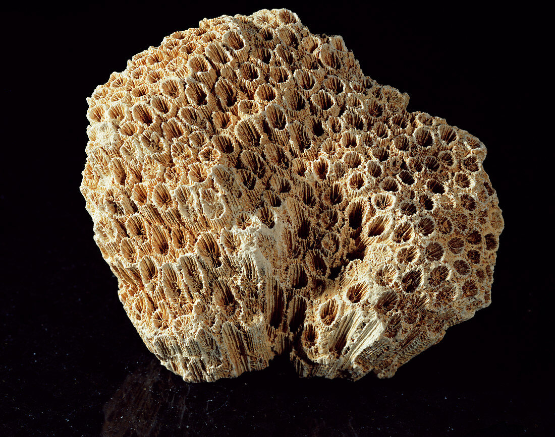 Coral skeleton