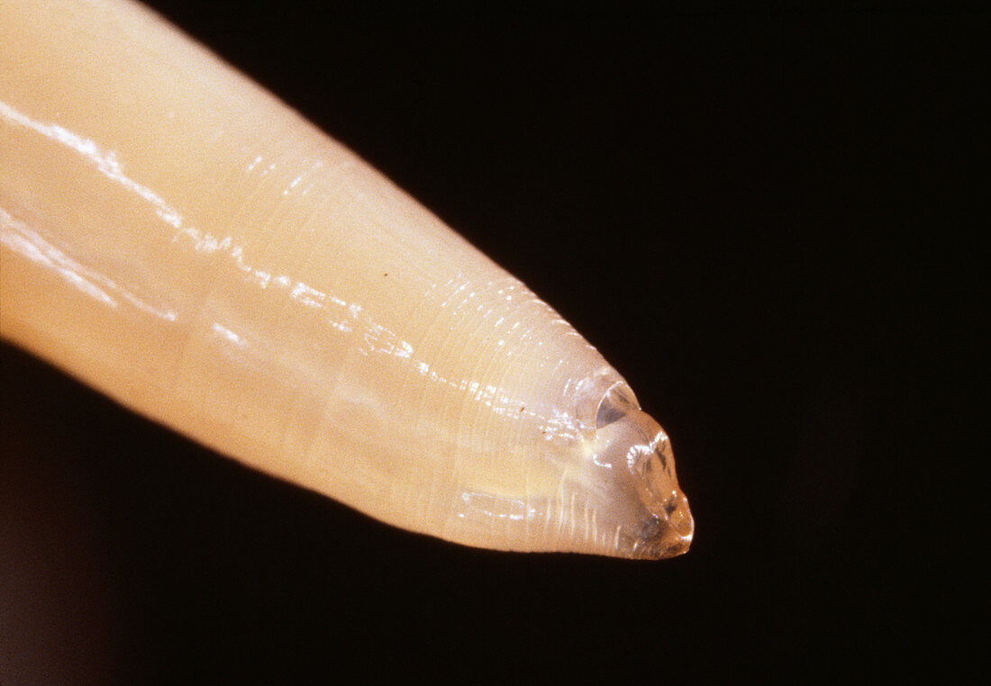 Hookworm parasite