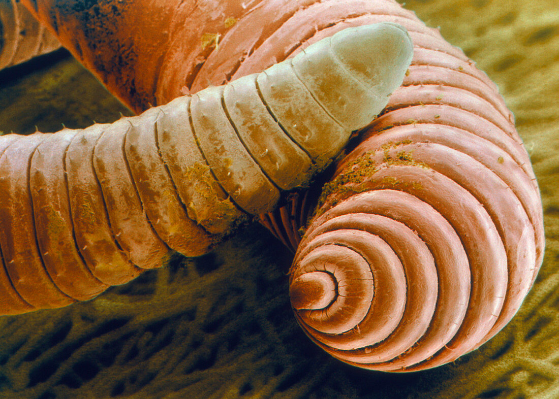 Coloured SEM of head of an earthworm