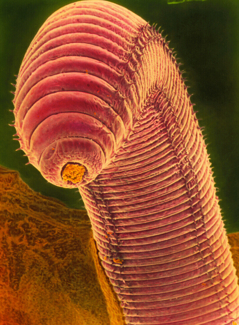 Coloured SEM of an earthworm,Lumbricus t