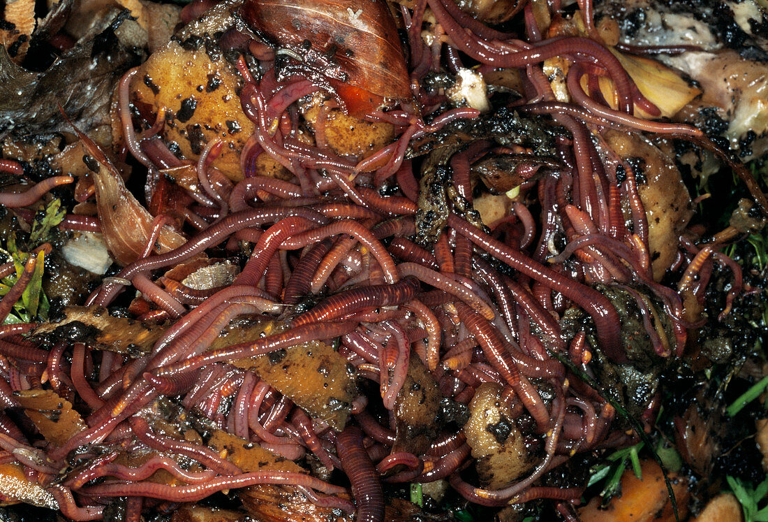 Compost heap worms