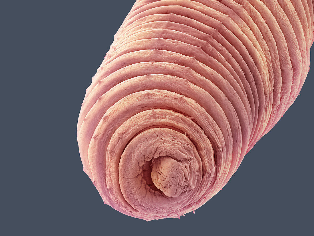 Earthworm,SEM