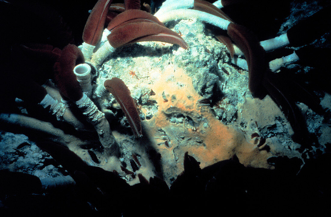 Tube worms on a deep hydrothermal vent