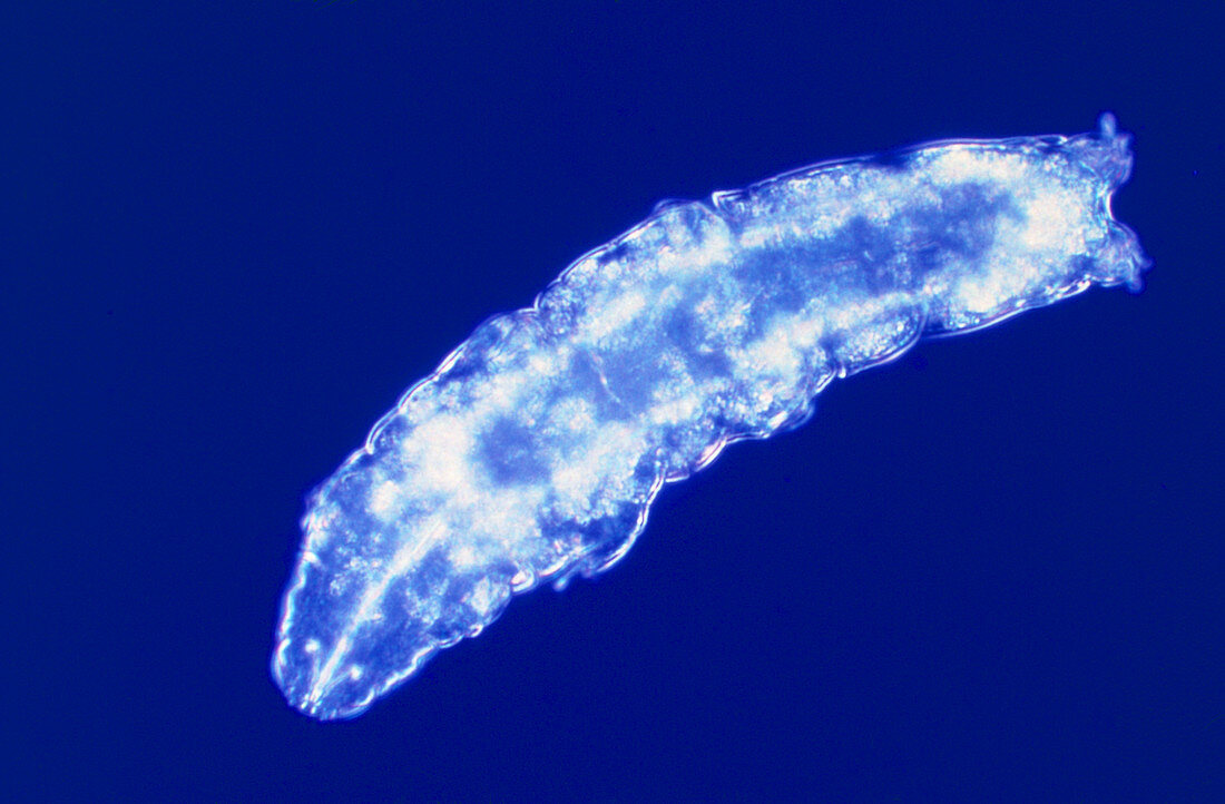 LM of Tardigrade,or Water bear,Macrobiotus sp