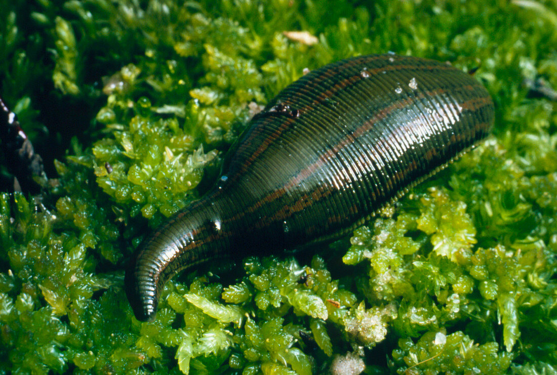 Medicinal leech,Hirudo medicinalis officinalis