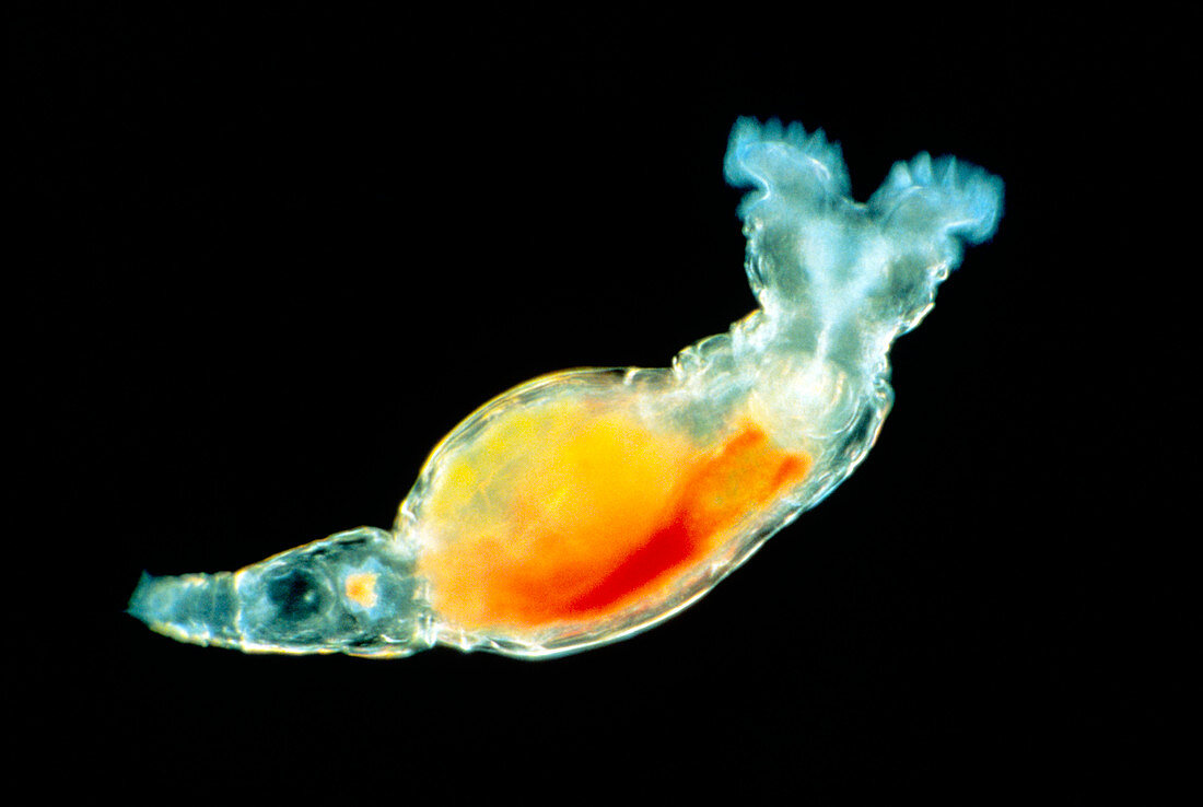 LM of Antarctic species of rotifer