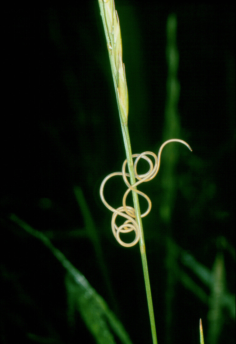 Nematode worm curled around a grass stem