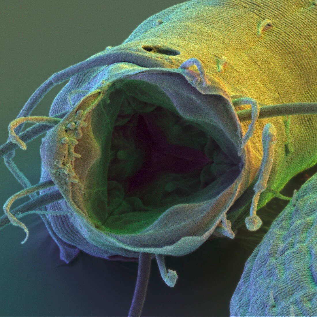 Coloured SEM of the mouth of Enoplid nematode worm