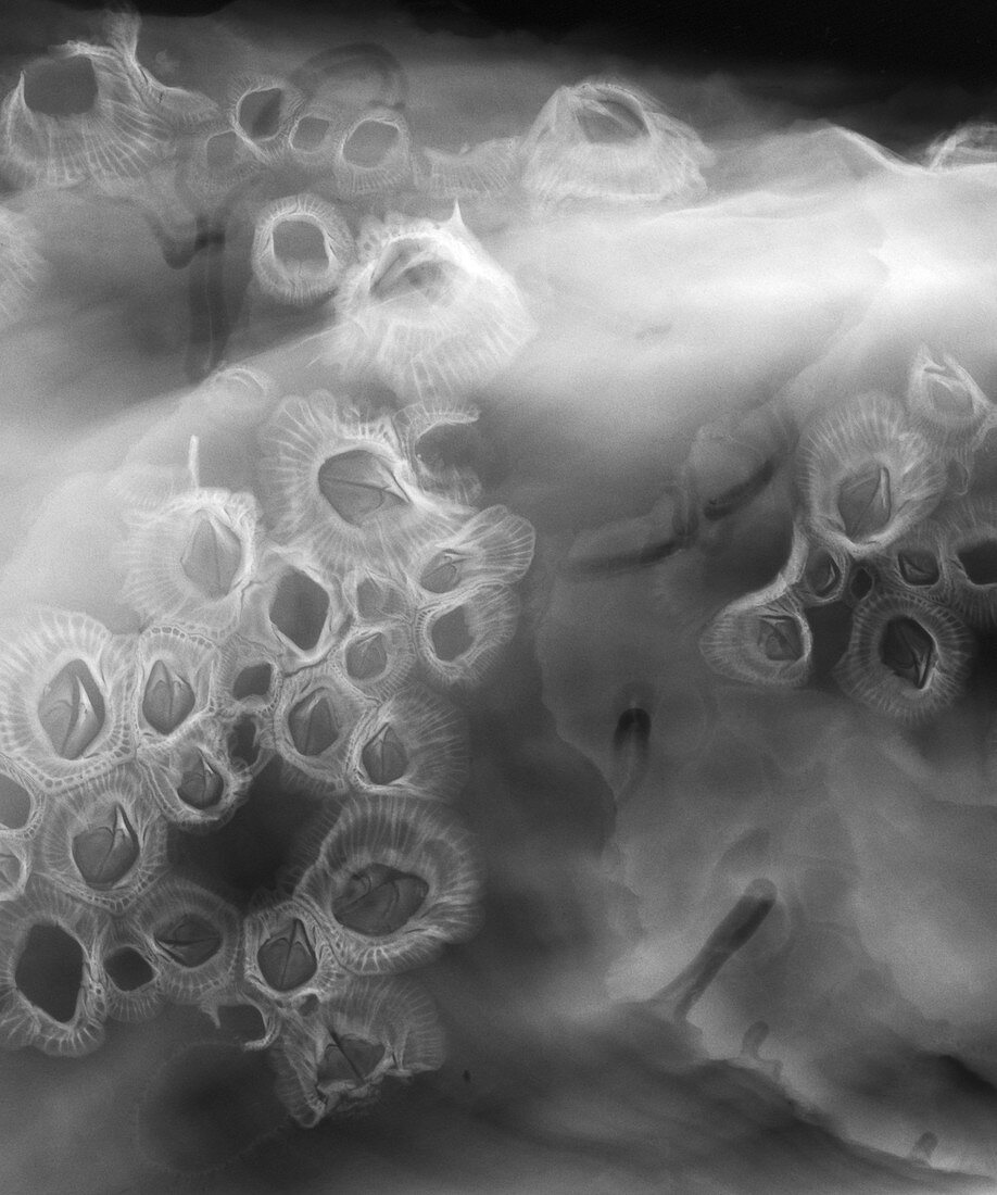 Rock oyster barnacles,X-ray