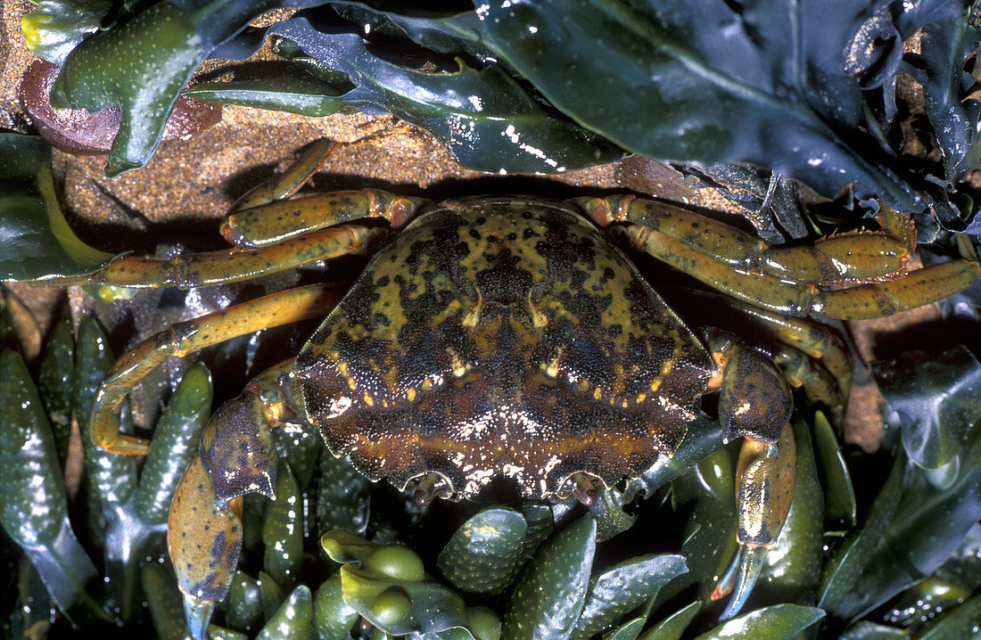 Common shore crab