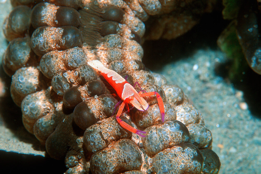 Emperor shrimp on a sea cucumber