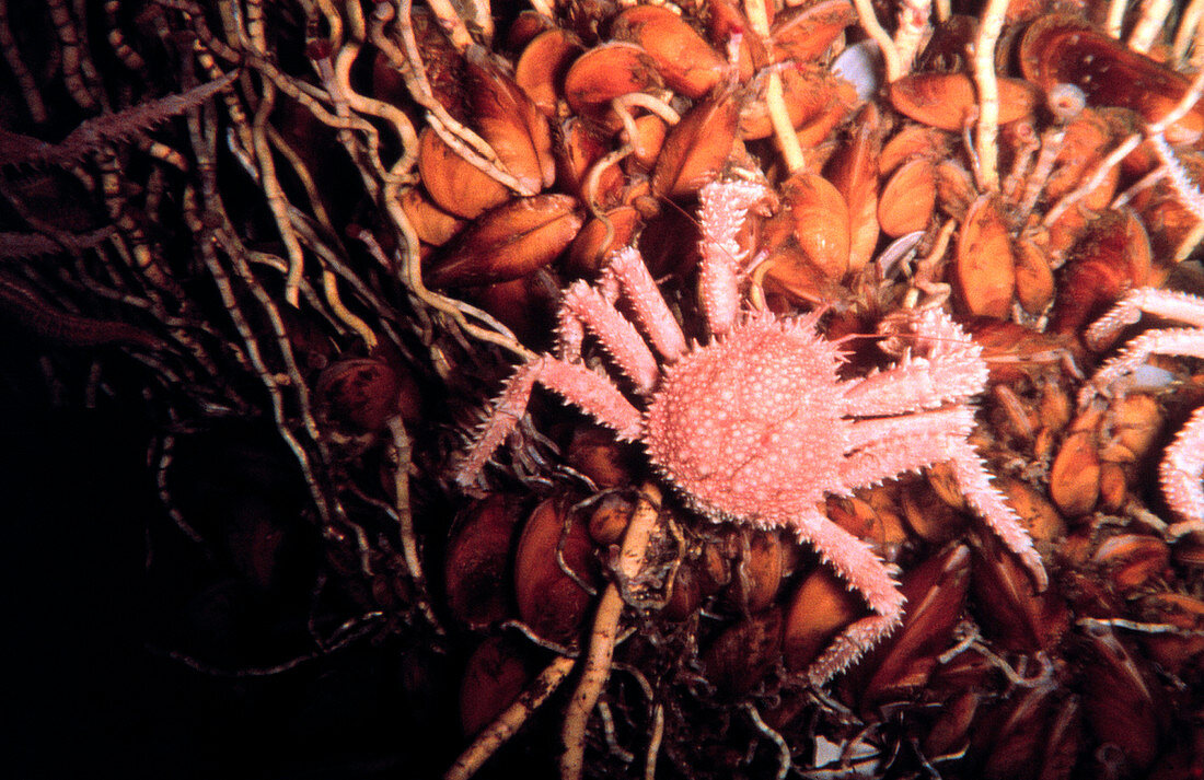 Spider crab at a hydrocarbon seep
