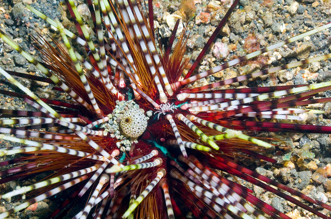 Urchin crab