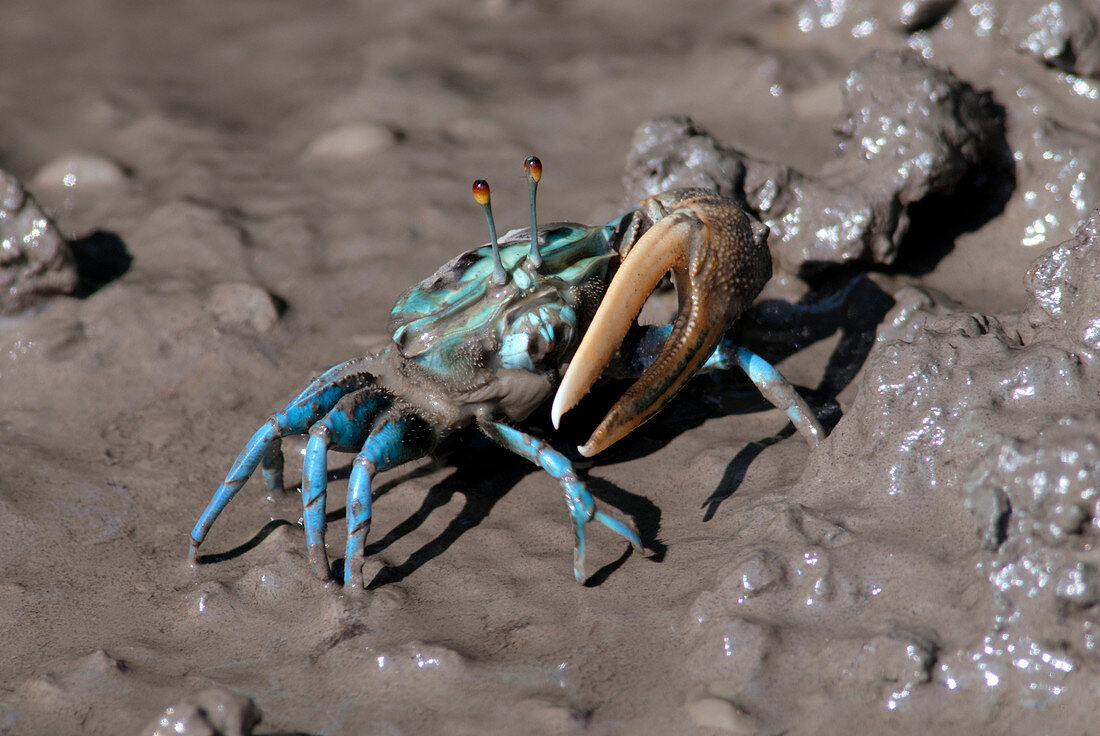 Male fiddler crab