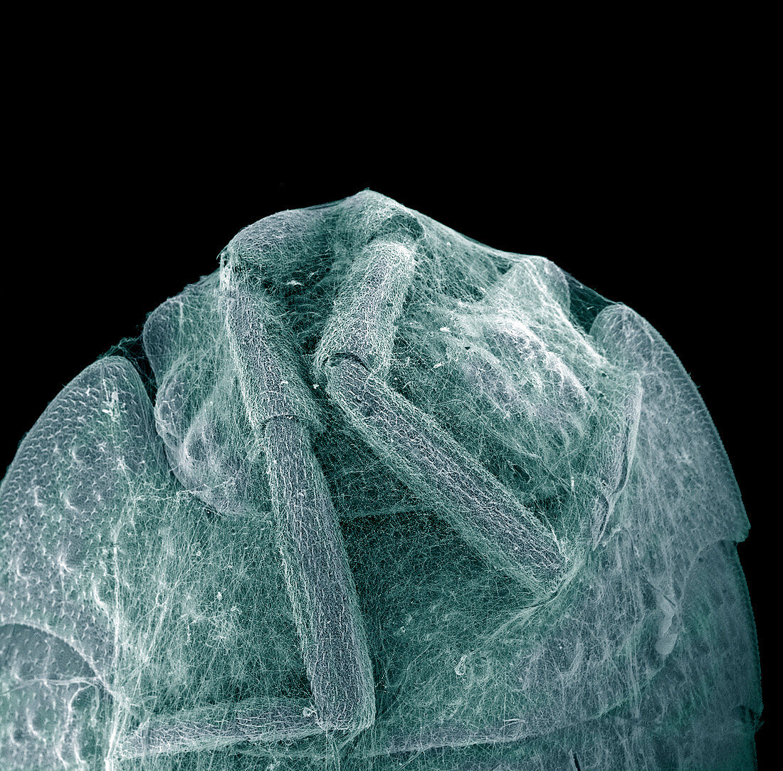 Woodlouse trapped in a spider's web,SEM