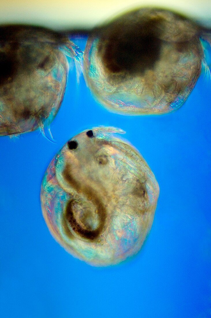 Cypris ostracods swimming
