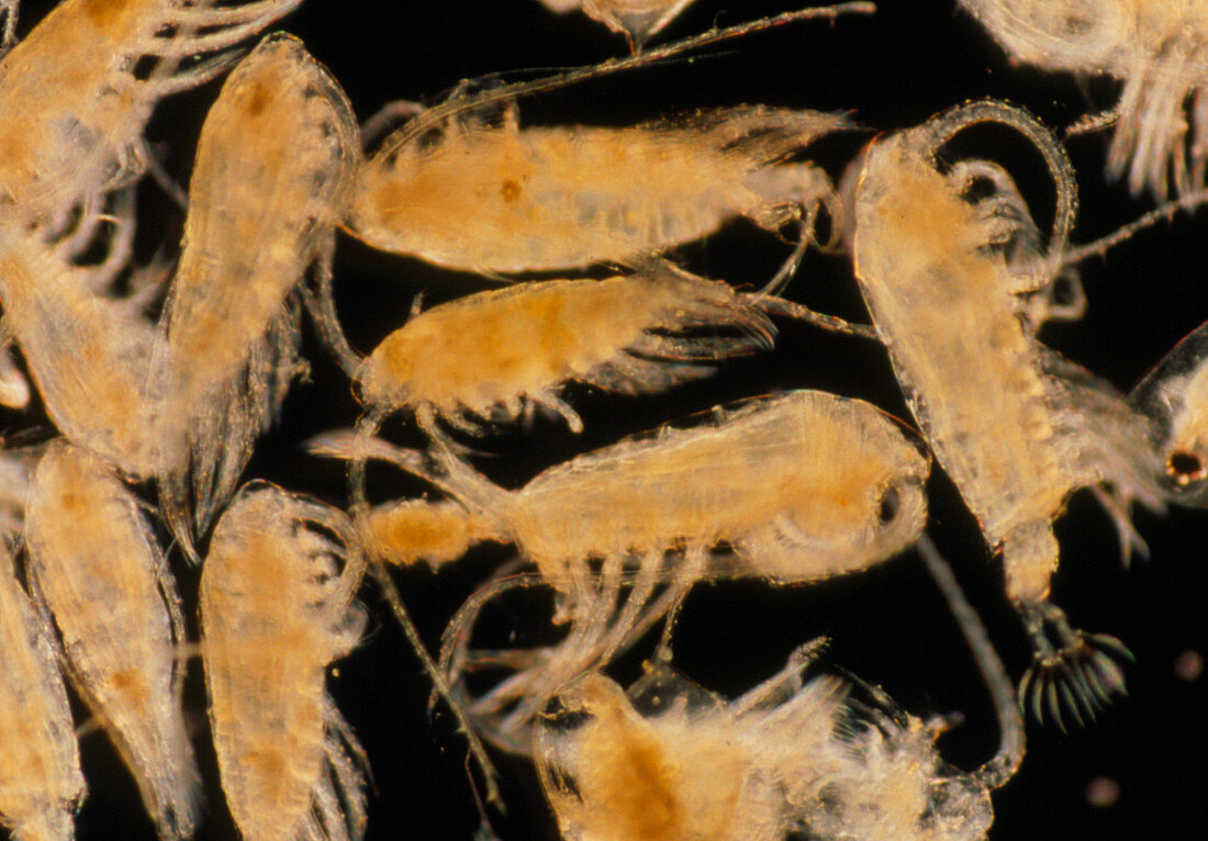 LM of krill from marine waters