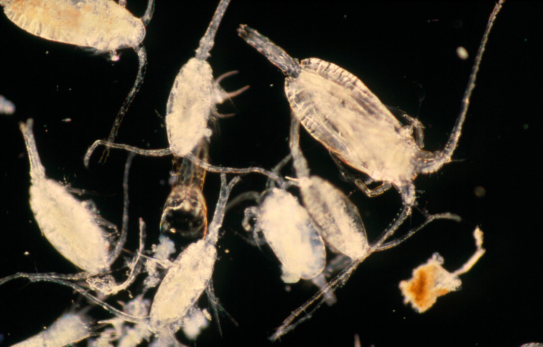 LM of marine zooplankton spp
