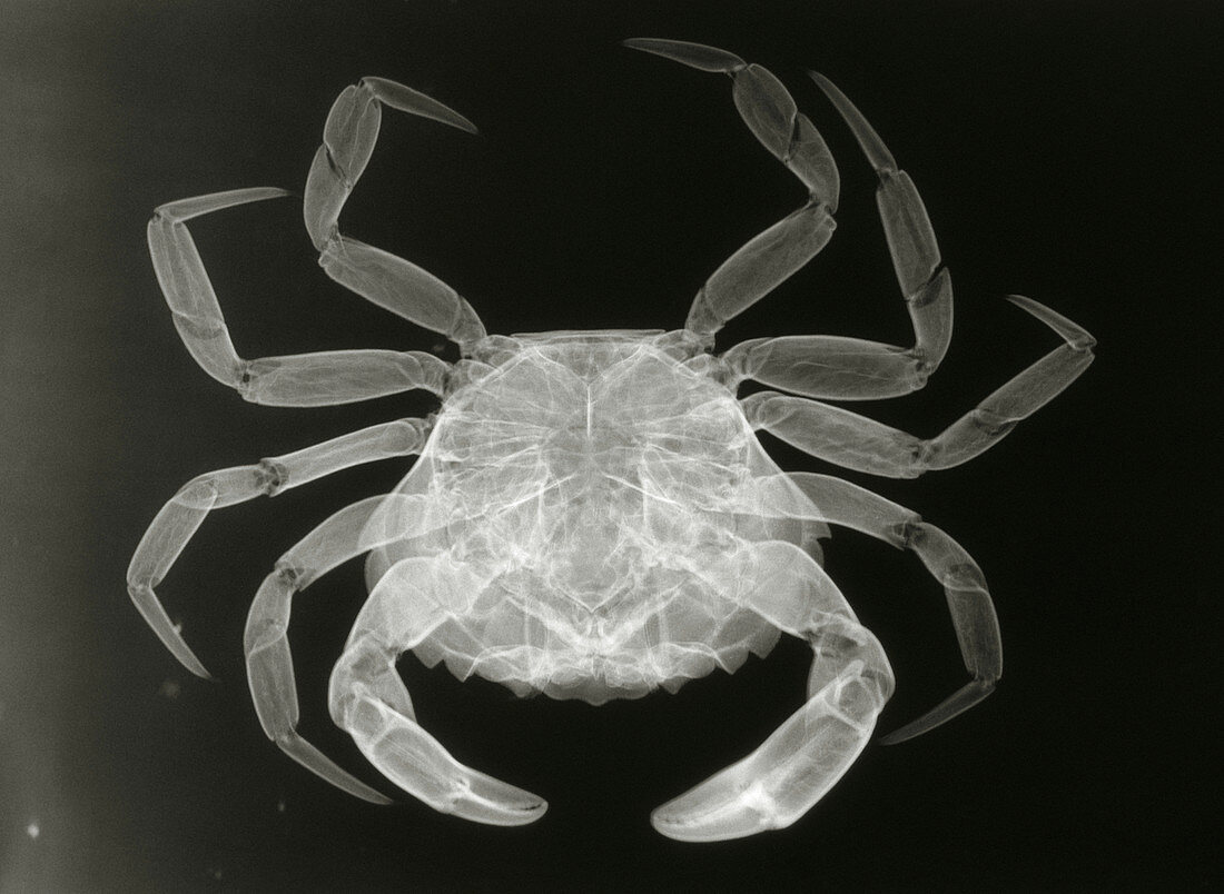 X-ray of an adult Shore crab,Carcinus maenus