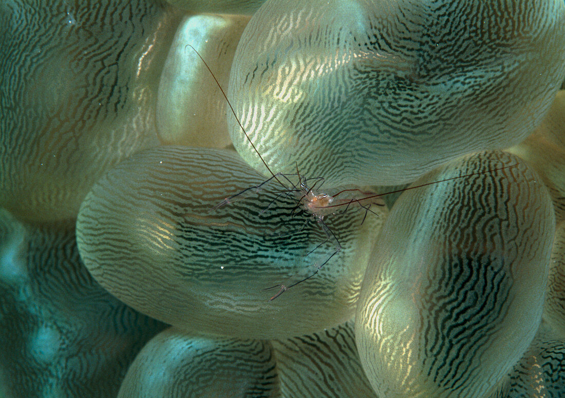 Coral shrimp