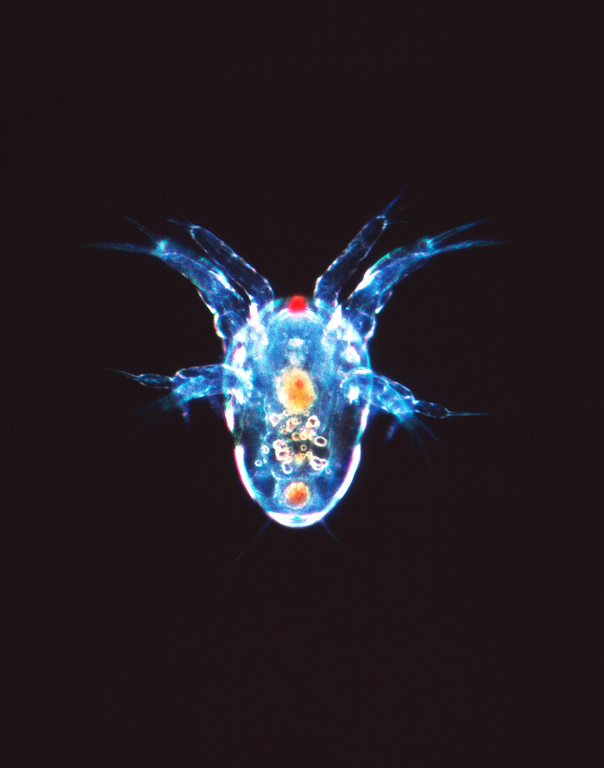 Copepod crustacean,light micrograph