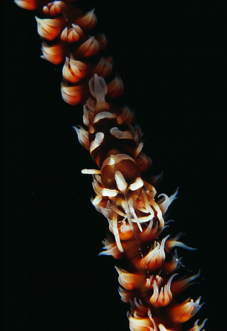 Zanzibar shrimp