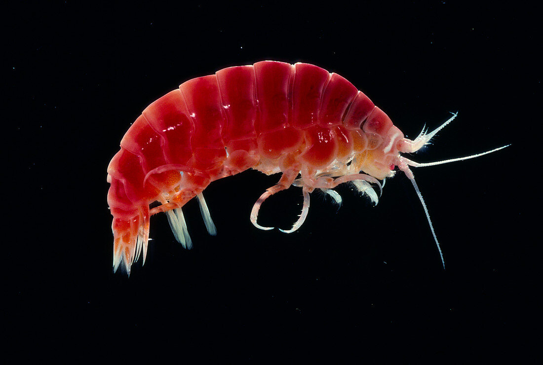 Amphipod crustacean