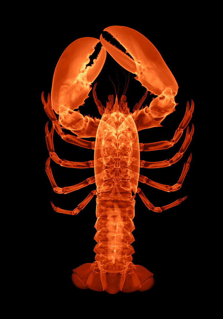 Lobster,X-ray