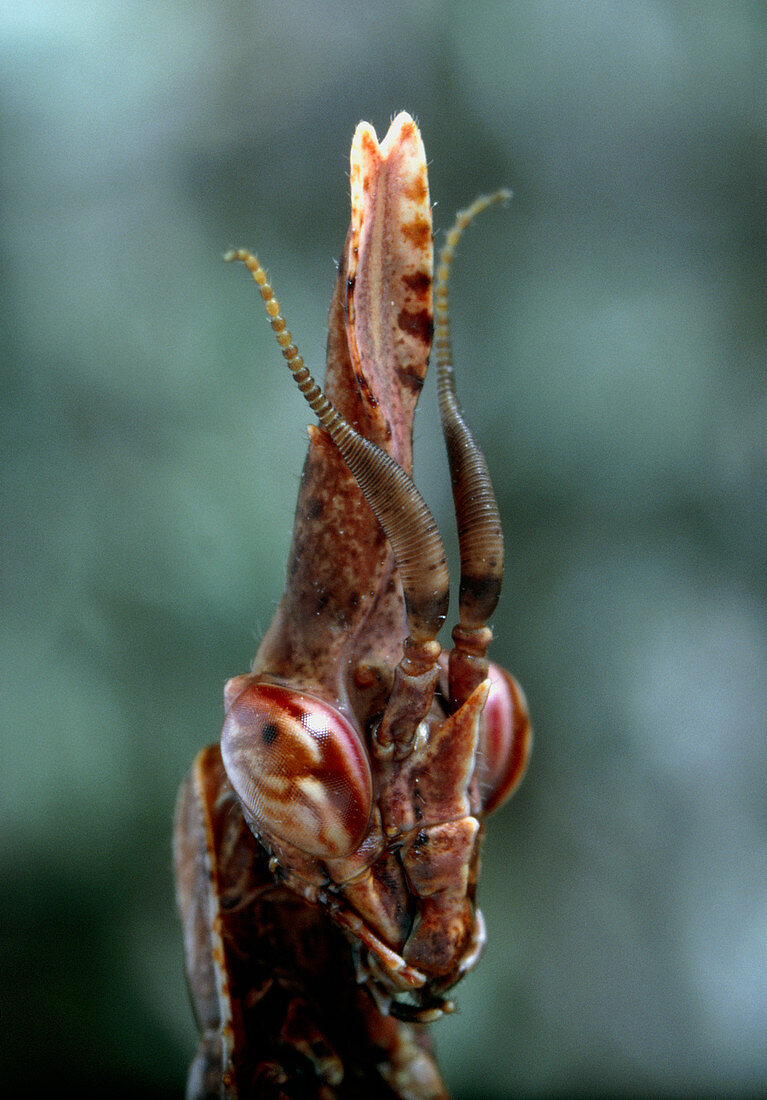 Head of the larva of the mantis ,Empusa egena