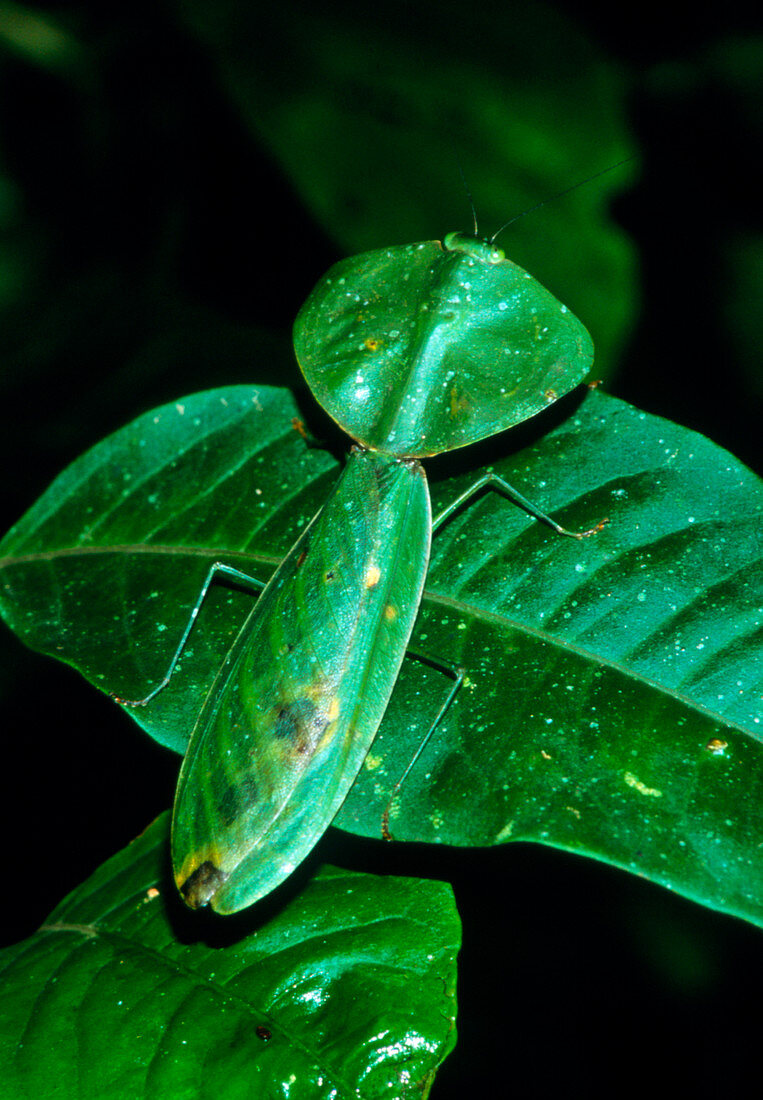 Leaf mimic mantis resting on leaves