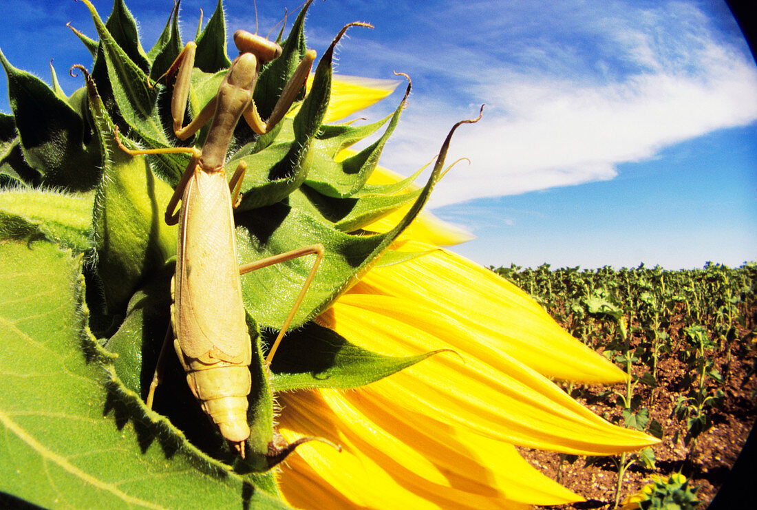 View of a mantis (order Dictyoptera) on sunflower