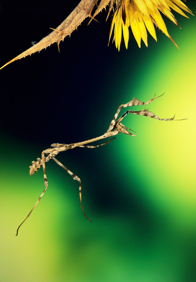 High-speed photo of Empusa mantis in mid-air