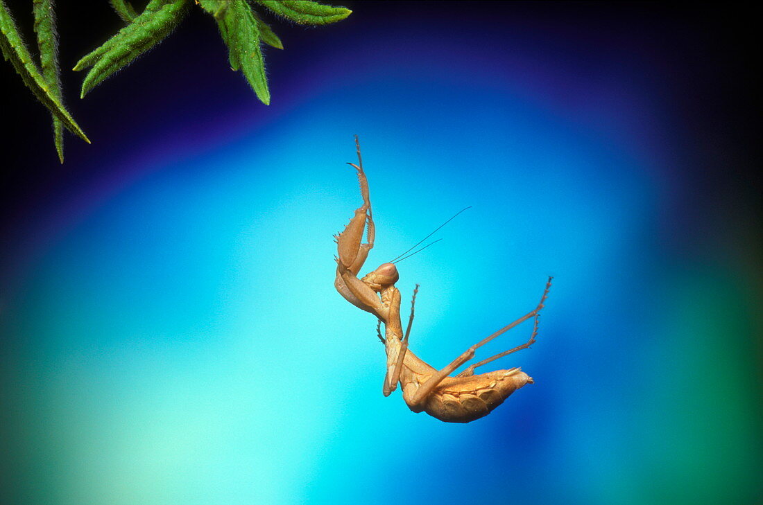 Praying mantis leaping