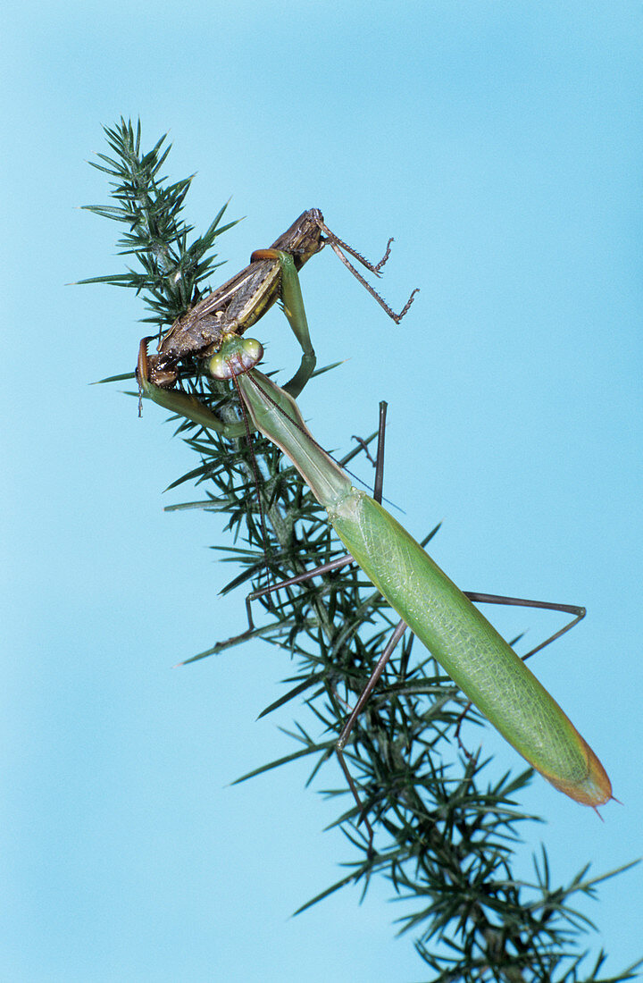 Praying mantis feeding
