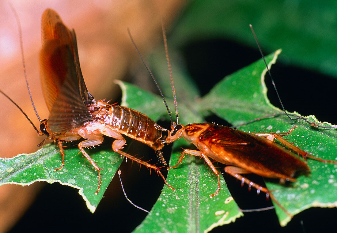 Blattellid cockroach courtship