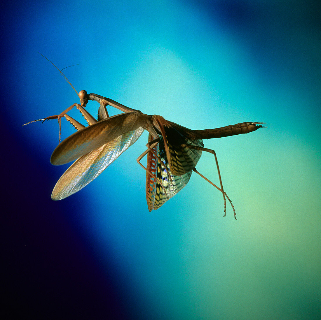 Praying mantis in flight