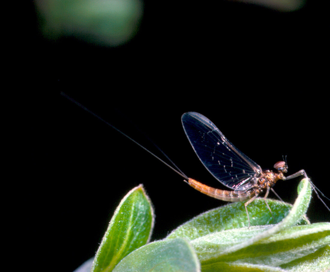 Adult mayfly perched on a cluster of leaves