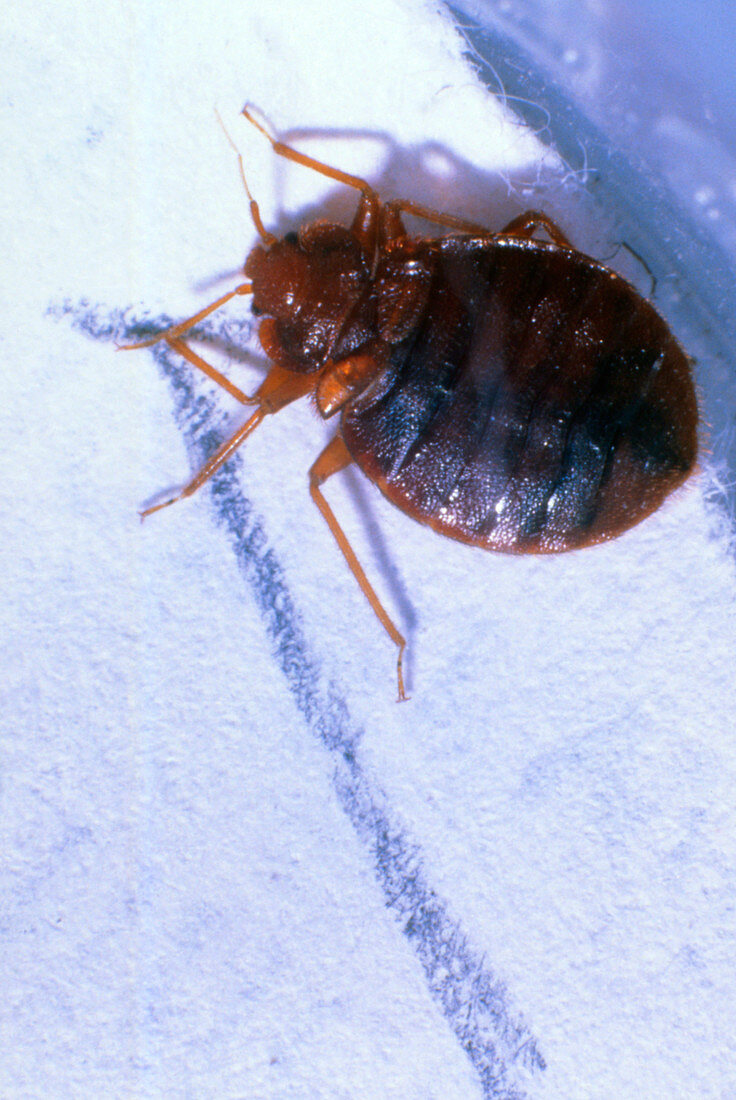 Macrophoto of a bed bug Cimex Sp