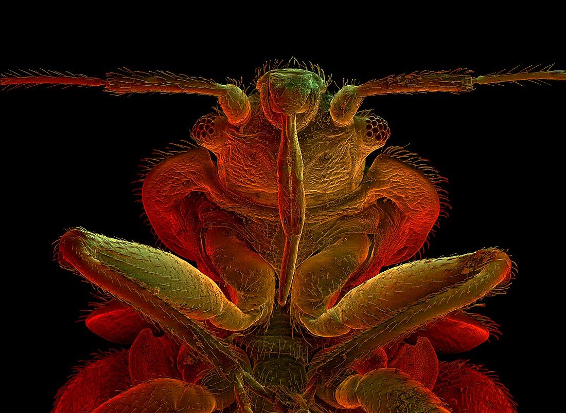 Coloured SEM of a bed bug,Cimex lectularius