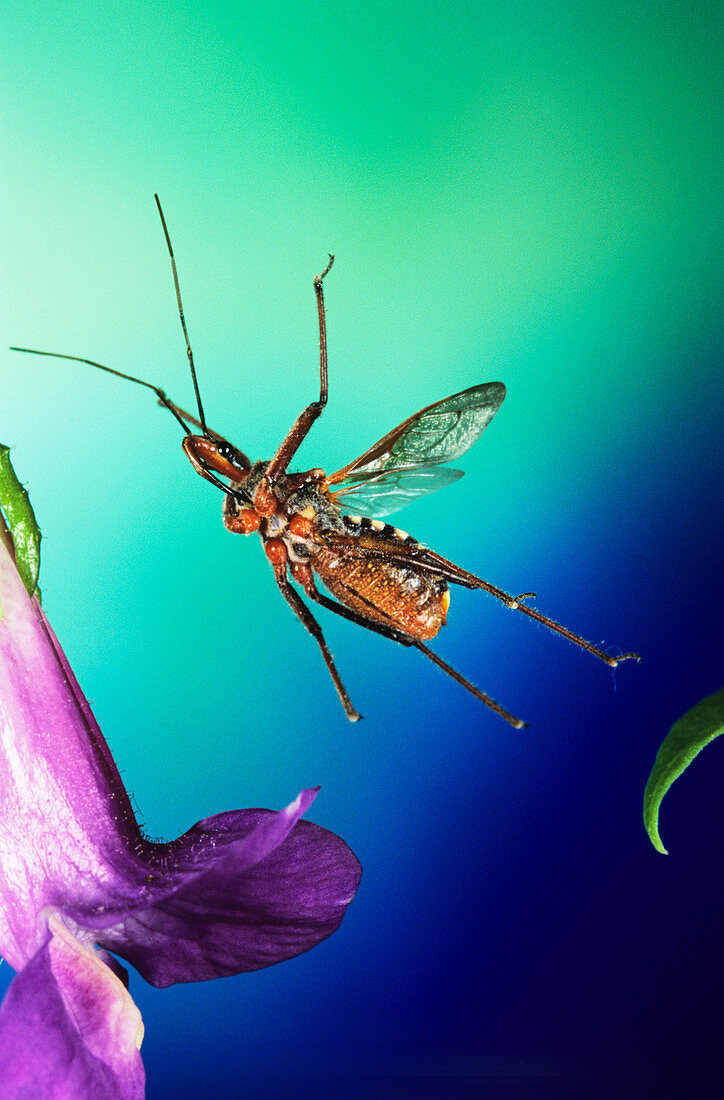 High-speed photo of the assassin bug in flight