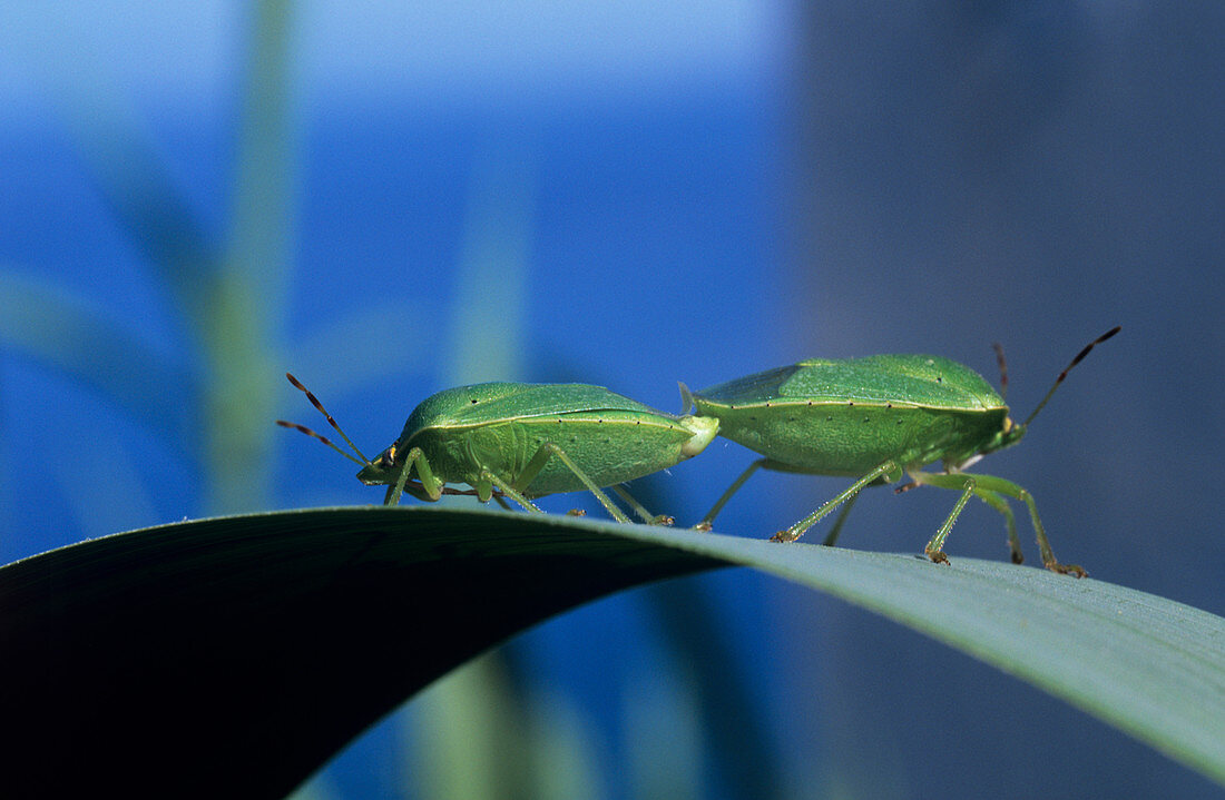 Green shield bugs mating