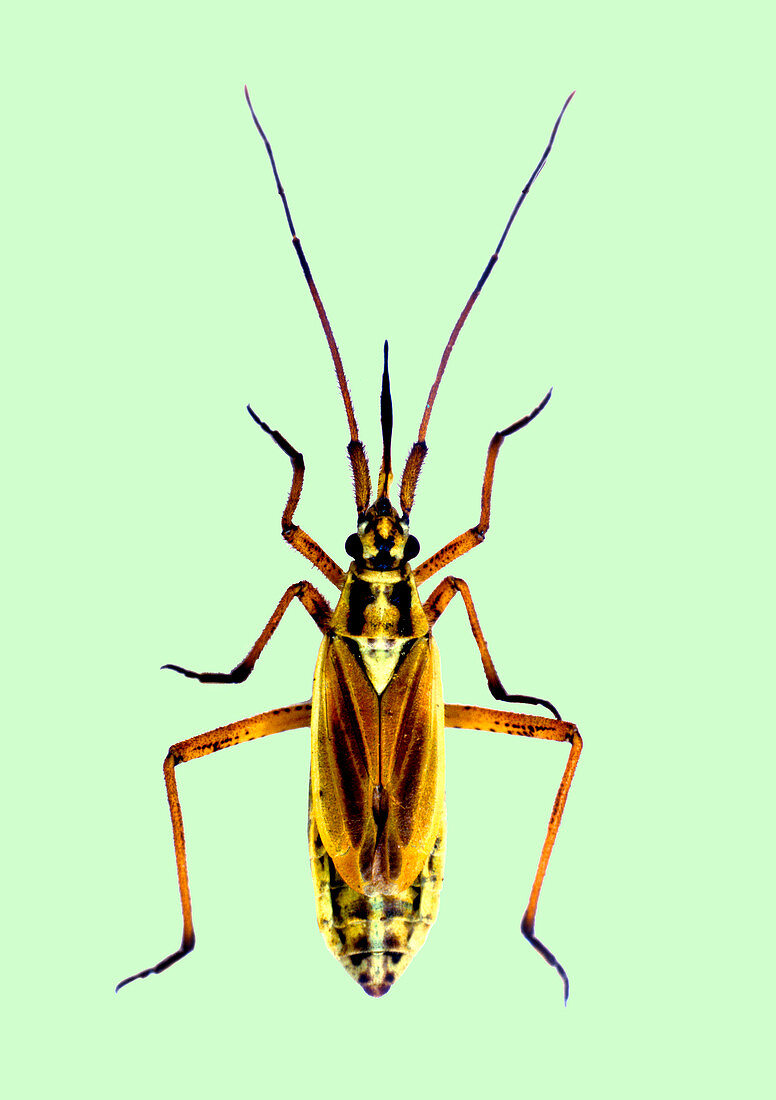 Female capsid bug