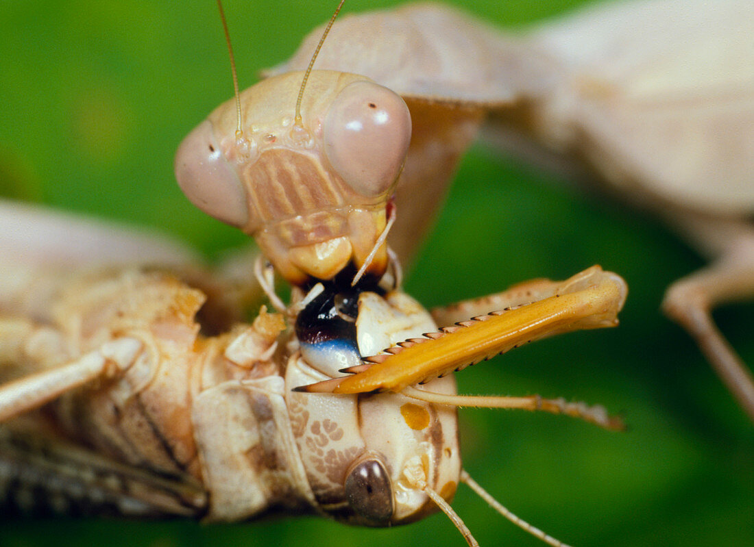 Praying mantis feeding