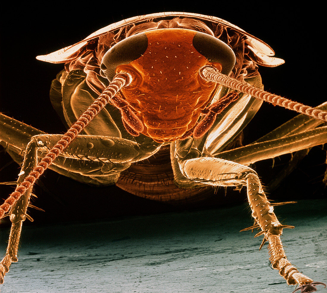 False-colour SEM of American cockroach: front view